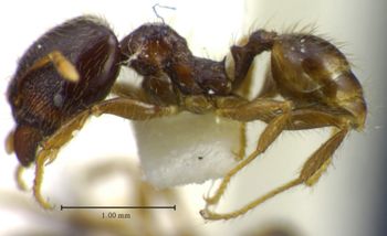 Media type: image;   Entomology 34355 Aspect: habitus lateral view